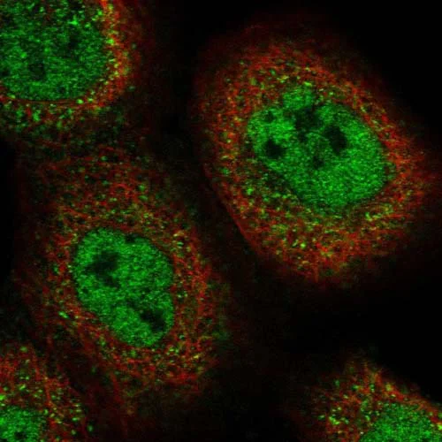 Immunocytochemistry/ Immunofluorescence - Anti-SBF2 antibody (AB151110)