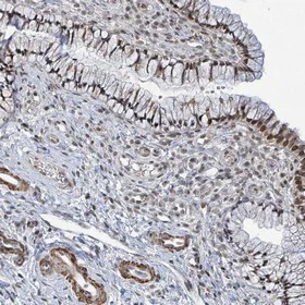 Immunohistochemistry (Formalin/PFA-fixed paraffin-embedded sections) - Anti-SBF2 antibody (AB151110)