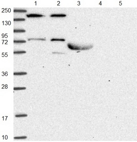 Western blot - Anti-SBF2 antibody (AB151110), expandable thumbnail