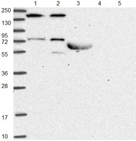 Western blot - Anti-SBF2 antibody (AB151110)