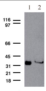 Western blot - Anti-SC35 antibody (AB28428)