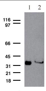 Western blot - Anti-SC35 antibody (AB28428)