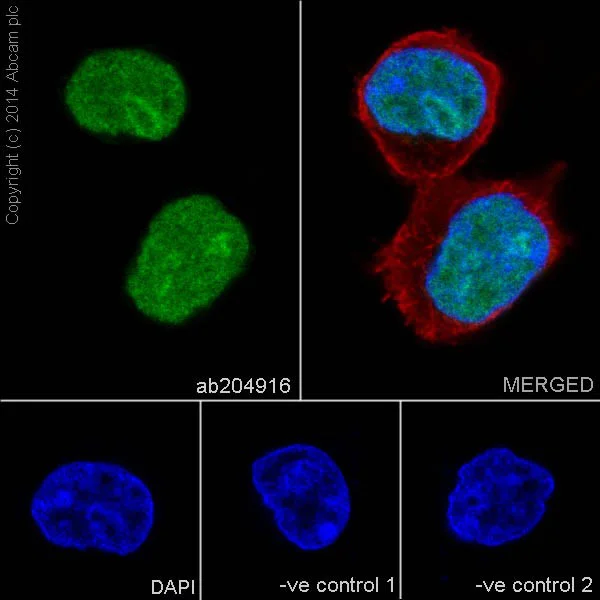 おまとめ【aph30】【aph35】【cal67】【fl267】 Anti-SC35 antibody [EPR12238] Rabbit monoclonal (ab204916