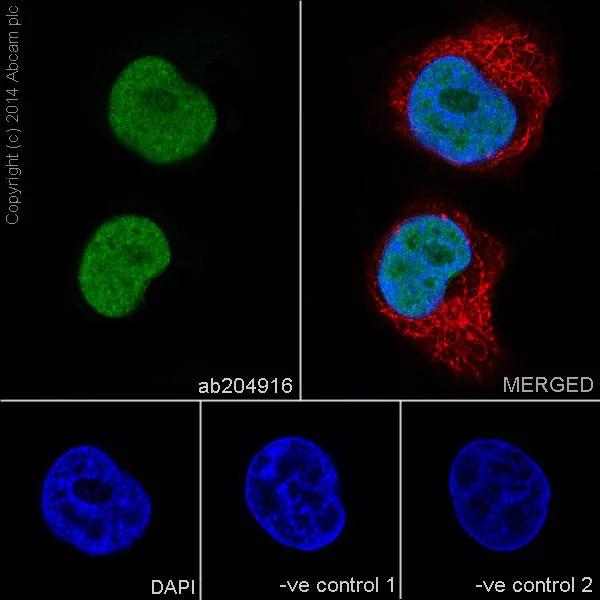 Immunocytochemistry/ Immunofluorescence - Anti-SC35 antibody [EPR12238] - BSA and Azide free (AB232656)