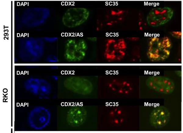 Immunocytochemistry/ Immunofluorescence - Anti-SC35 antibody [SC-35] - Nuclear Speckle Marker (AB11826)