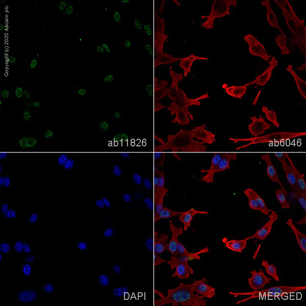 Immunocytochemistry/ Immunofluorescence - Anti-SC35 antibody [SC-35] - Nuclear Speckle Marker (AB11826)