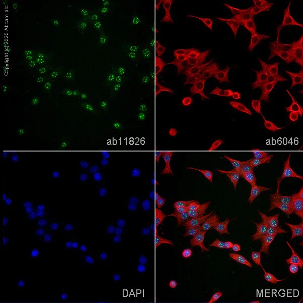 Immunocytochemistry/ Immunofluorescence - Anti-SC35 antibody [SC-35] - Nuclear Speckle Marker (AB11826)