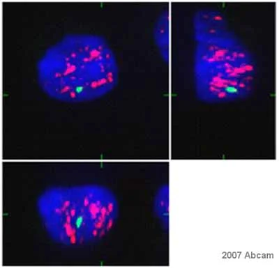Immunocytochemistry/ Immunofluorescence - Anti-SC35 antibody [SC-35] - Nuclear Speckle Marker (AB11826)
