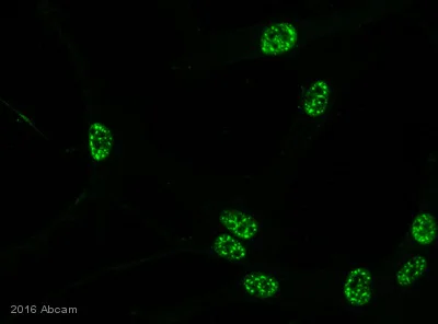 Immunocytochemistry/ Immunofluorescence - Anti-SC35 antibody [SC-35] - Nuclear Speckle Marker (AB11826)