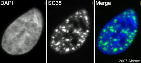 Immunocytochemistry/ Immunofluorescence - Anti-SC35 antibody [SC-35] - Nuclear Speckle Marker (AB11826)