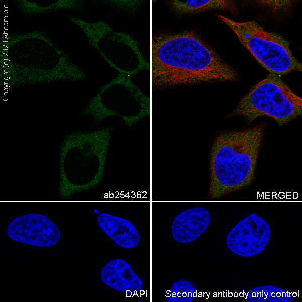 Immunocytochemistry/ Immunofluorescence - Anti-SCA2 antibody [EPR23630-49] (AB254362), expandable thumbnail