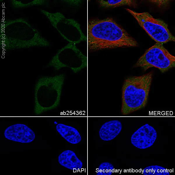 Immunocytochemistry/ Immunofluorescence - Anti-SCA2 antibody [EPR23630-49] (AB254362)