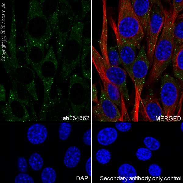 Immunocytochemistry/ Immunofluorescence - Anti-SCA2 antibody [EPR23630-49] (ab254362), expandable thumbnail