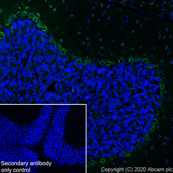 Immunohistochemistry (Frozen sections) - Anti-SCA2 antibody [EPR23630-49] (AB254362), expandable thumbnail