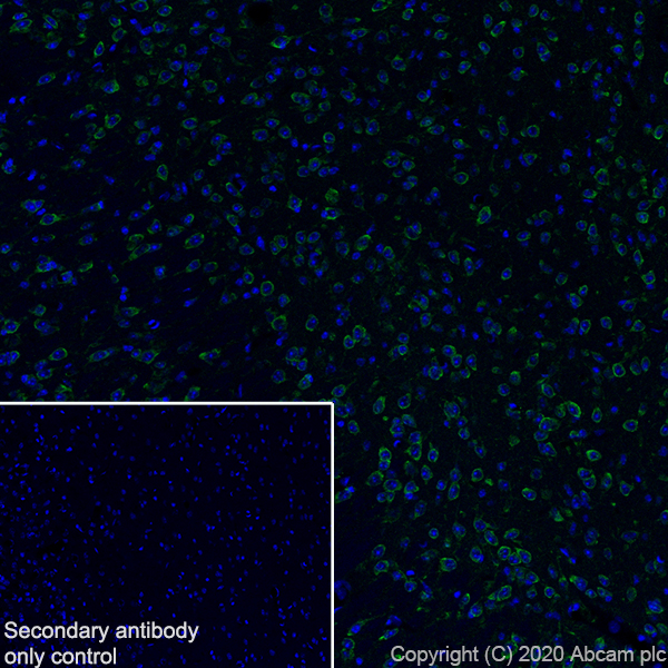 Immunohistochemistry (Frozen sections) - Anti-SCA2 antibody [EPR23630-49] (ab254362), expandable thumbnail