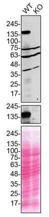 Western blot - Anti-SCA2 antibody [EPR23630-49] (AB254362)