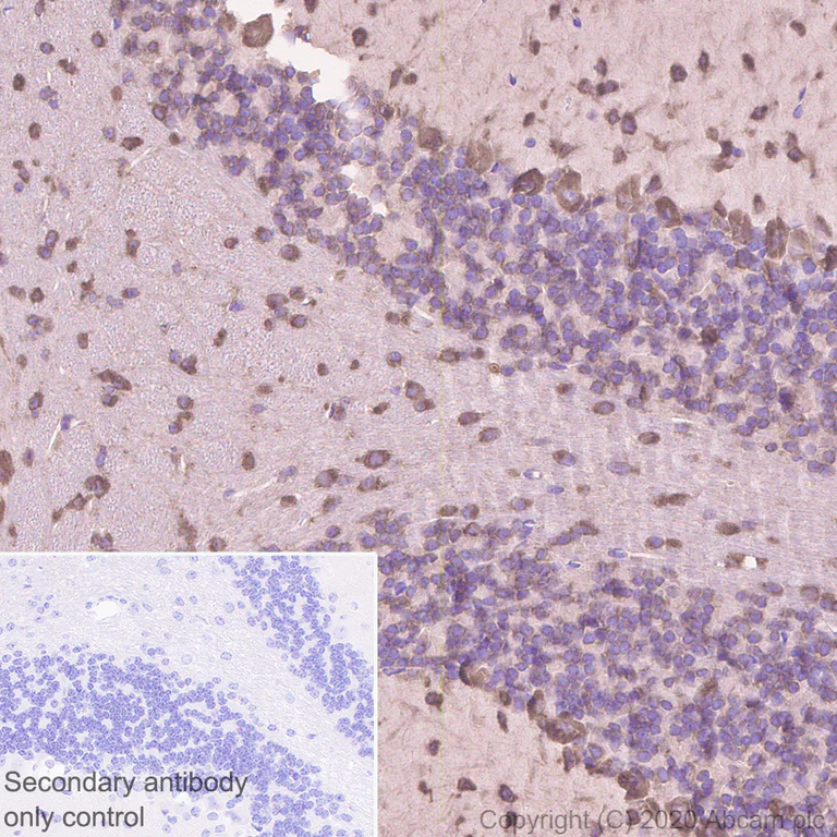 Immunohistochemistry (Formalin/PFA-fixed paraffin-embedded sections) - Anti-SCA2 antibody [EPR23630-49] - BSA and Azide free (AB275752)