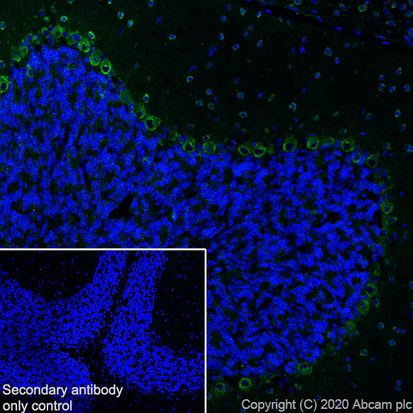 Immunohistochemistry (Frozen sections) - Anti-SCA2 antibody [EPR23630-49] - BSA and Azide free (AB275752)