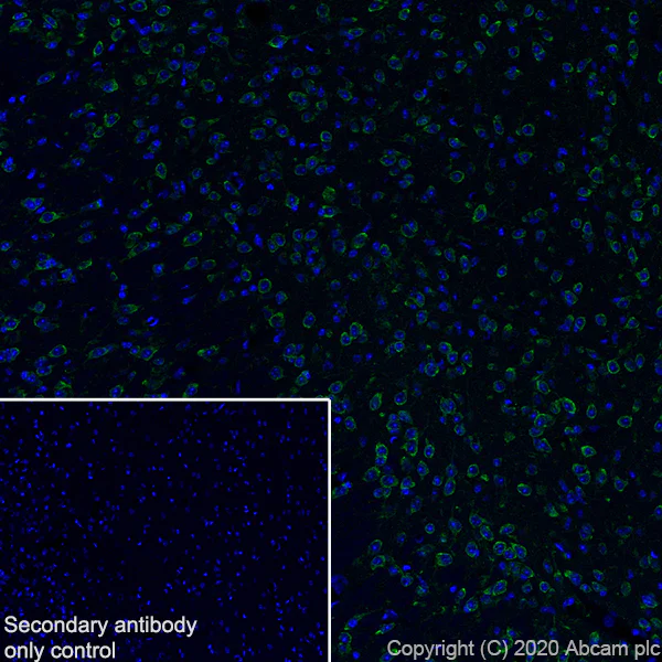 Immunohistochemistry (Frozen sections) - Anti-SCA2 antibody [EPR23630-49] - BSA and Azide free (AB275752)