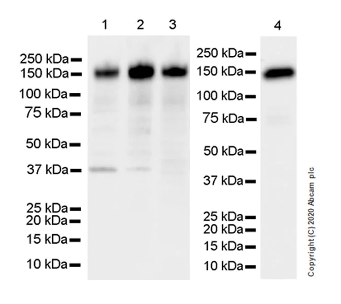 Western blot - Anti-SCA2 antibody [EPR23630-49] - BSA and Azide free (AB275752)