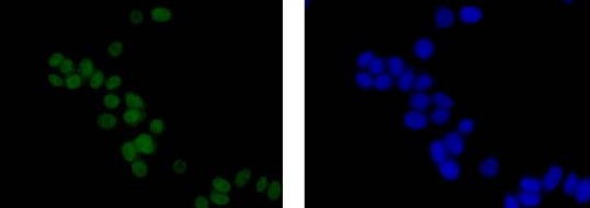 Immunocytochemistry/ Immunofluorescence - Anti-SCAI antibody [EPR4128] - BSA and Azide free (ab247960), expandable thumbnail