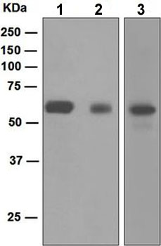Western blot - Anti-SCAI antibody [EPR4128] - BSA and Azide free (ab247960), expandable thumbnail