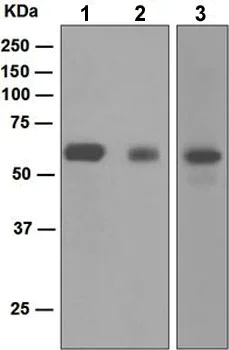 Western blot - Anti-SCAI antibody [EPR4128] - BSA and Azide free (AB247960)
