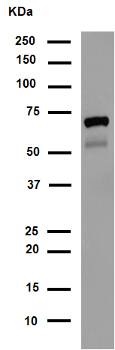 Western blot - Anti-SCAI antibody [EPR4128] - BSA and Azide free (AB247960), expandable thumbnail
