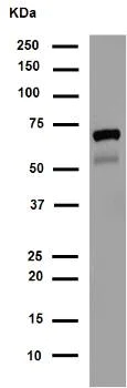 Western blot - Anti-SCAI antibody [EPR4128] - BSA and Azide free (AB247960)