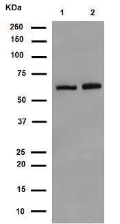 Western blot - Anti-SCAI antibody [EPR4128] - BSA and Azide free (ab247960), expandable thumbnail