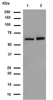 Western blot - Anti-SCAI antibody [EPR4128] - BSA and Azide free (AB247960)