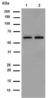 Western blot - Anti-SCAI antibody [EPR4128] - BSA and Azide free (AB247960), expandable thumbnail