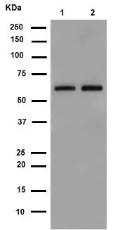 Western blot - Anti-SCAI antibody [EPR4128] - BSA and Azide free (AB247960)