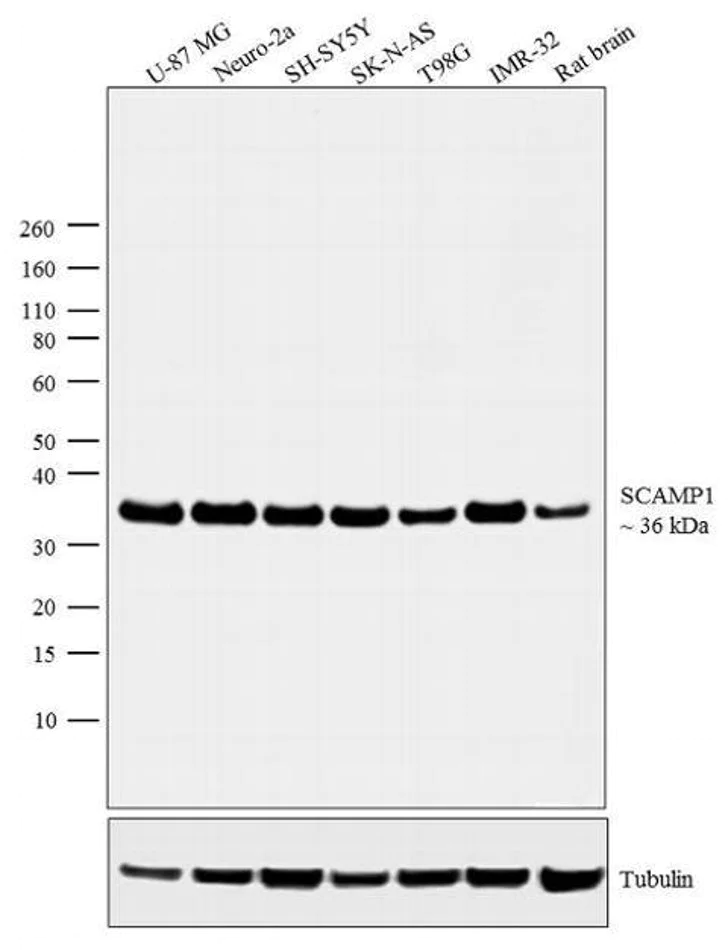 Western blot - Anti-SCAMP1 antibody (AB3430)