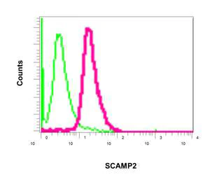 Flow Cytometry (Intracellular) - Anti-SCAMP2/SC2 antibody [EPR10185] - BSA and Azide free (AB249081)