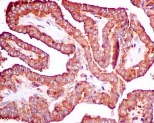 Immunohistochemistry (Formalin/PFA-fixed paraffin-embedded sections) - Anti-SCAMP2/SC2 antibody [EPR10185] - BSA and Azide free (AB249081)