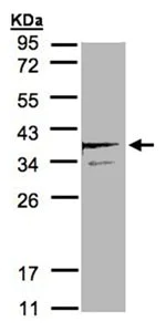 Western blot - Anti-SCAMP3/SC3 antibody (AB96305)