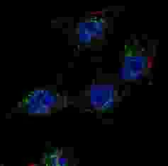 Immunocytochemistry/ Immunofluorescence - Anti-SCAP antibody (AB190103)