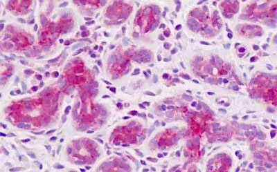 Immunohistochemistry (Formalin/PFA-fixed paraffin-embedded sections) - Anti-SCAP antibody (AB190103)