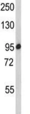 Western blot - Anti-SCAP antibody (AB190103)