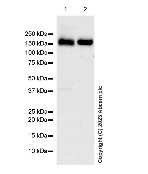 Western blot - Anti-SCAP antibody [EPR26242-60] - BSA and Azide free (AB308061)