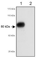Western blot - Anti-Scavenger Receptor BI + BII antibody (AB36970), expandable thumbnail