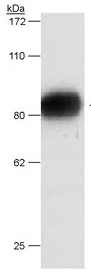 Western blot - Anti-Scavenger Receptor BI + BII antibody (AB36970), expandable thumbnail