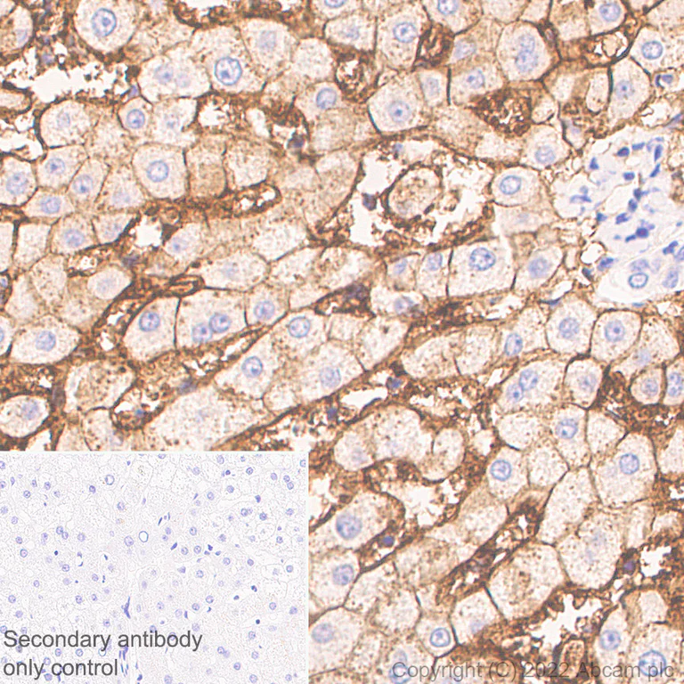 Immunohistochemistry - Anti-Scavenging Receptor SR-BI antibody [25/CLA-1] (BSA and Azide free) (AB300633)