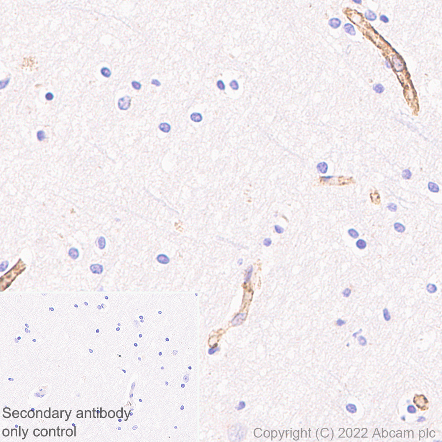 Immunohistochemistry - Anti-Scavenging Receptor SR-BI antibody [25/CLA-1] (BSA and Azide free) (AB300633), expandable thumbnail