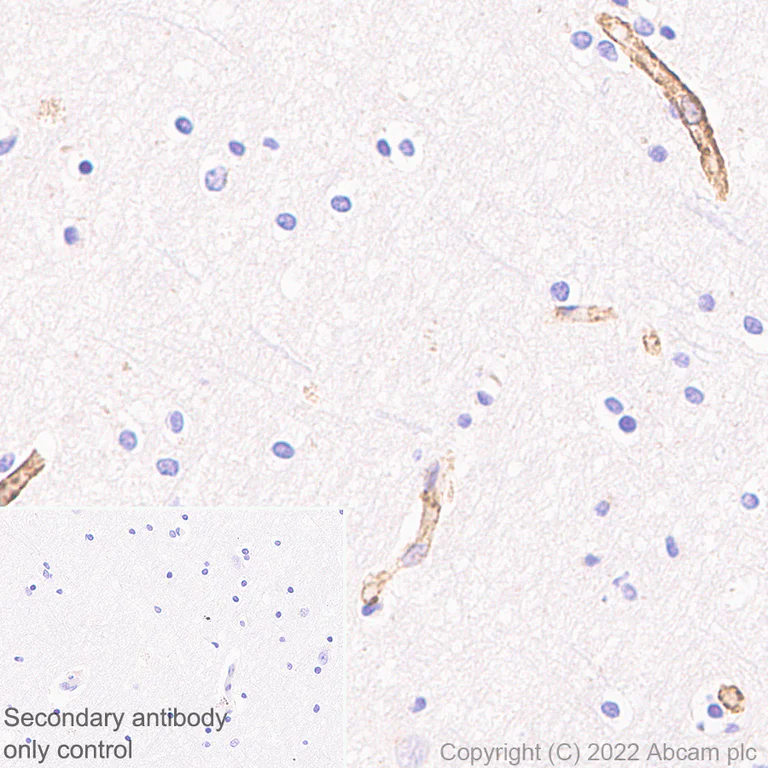 Immunohistochemistry - Anti-Scavenging Receptor SR-BI antibody [25/CLA-1] (BSA and Azide free) (AB300633)