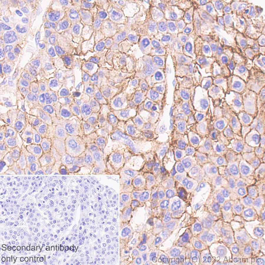 Immunohistochemistry - Anti-Scavenging Receptor SR-BI antibody [25/CLA-1] (BSA and Azide free) (AB300633), expandable thumbnail