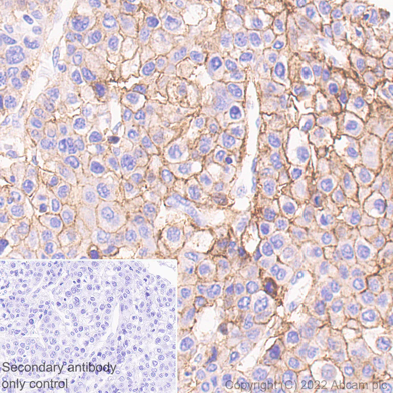 Immunohistochemistry - Anti-Scavenging Receptor SR-BI antibody [25/CLA-1] (BSA and Azide free) (AB300633)