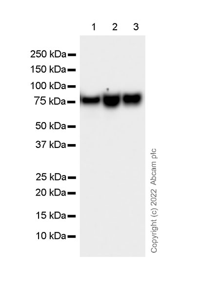 Western blot - Anti-Scavenging Receptor SR-BI antibody [25/CLA-1] (BSA and Azide free) (AB300633), expandable thumbnail