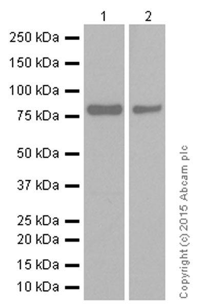 Western blot - Anti-Scavenging Receptor SR-BI antibody [EP1556Y] (AB52629), expandable thumbnail